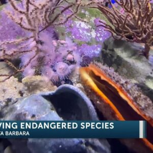 Local sea center working to save endangered sea animals in Santa Barbara 6PM SHOW LIVE