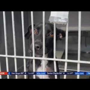 Animal rescuers accuse Devore shelter of inadequate care