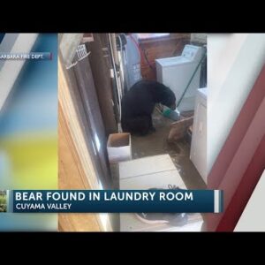 Bear found relaxing in laundry room of Cuyama Valley home