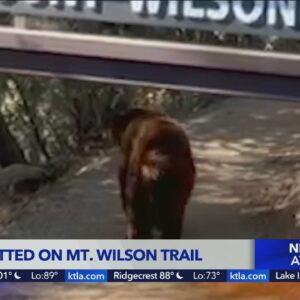 Bear spotted on Mt. Wilson Trail