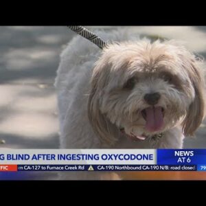 Dog blinded after ingesting oxycodone at Santa Monica park