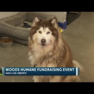 Woods Humane Society in San Luis Obispo doubling all donations up to $10,000 during ...