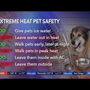 How to keep your pet safe in extreme heat