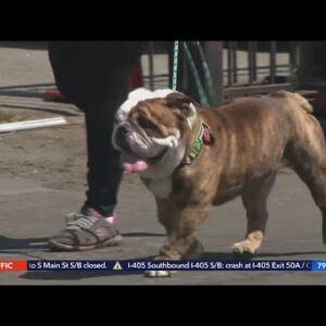 How to keep your pets safe during Southern California heat wave
