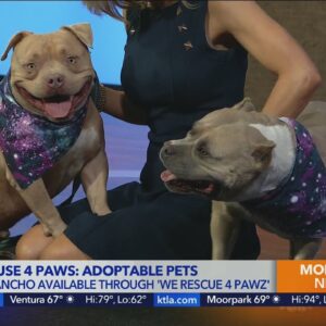 Kacey's Cause: 4 Paws meets adoptable dogs Kiki and Pancho