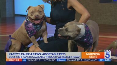 Kacey's Cause: 4 Paws meets adoptable dogs Kiki and Pancho