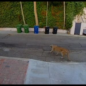 Large mountain lion spotted on Hollywood Hills street