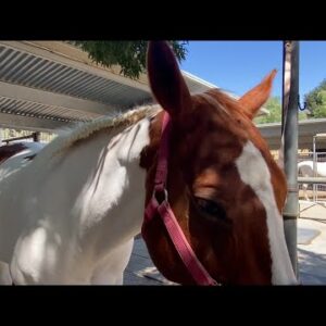 Local Santa Ynez Valley Therapeutic Riding Program hoping to raise $100K at upcoming Cowboy ...