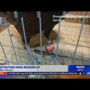 Officials break up Jurupa Valley cockfighting ring