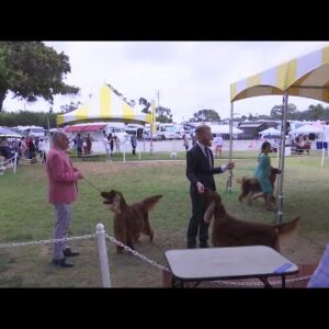 Santa Barbara Kennel Club show wraps up competition at Earl Warren Showgrounds