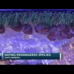 Local sea center working to save endangered sea animals in Santa Barbara 4PM