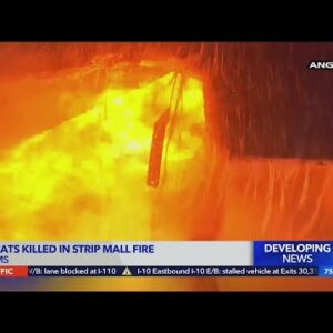 17 cats killed in strip mall fire