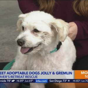 Adoptable senior dogs Jolly and Gremlin are looking for forever homes