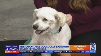 Adoptable senior dogs Jolly and Gremlin are looking for forever homes