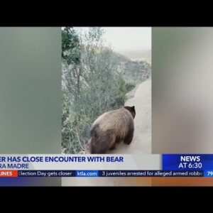 Bear comes within arm's length of runner on Mt. Wilson Trail