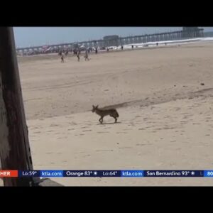 Mother of 2-year-old girl bitten by coyote in Huntington Beach plans lawsuit against city