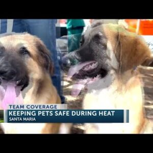 The heatwave on the Central Coast is impacting pets and their well being