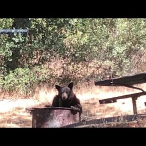 Bears roam Los Padres National Forest more often due to ongoing drought