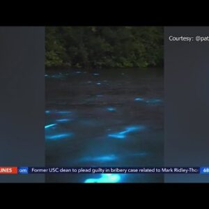 Fish play in bioluminescent water