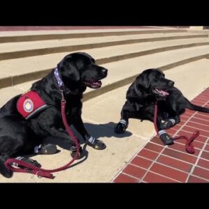 Local service dogs to bring comfort to Las Vegas shooting survivors