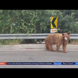 Mt. Wilson hikers have close encounter with a bear
