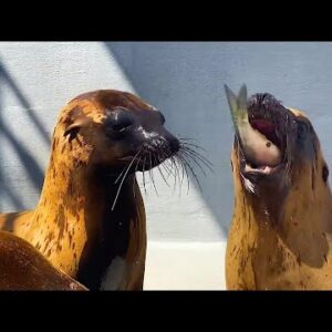 Sea lions battling deadly disease across Southern California Coast 11PM SHOW