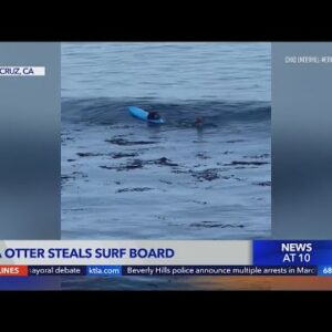 Otter swipes surfboard in Santa Cruz