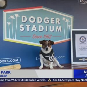 Pups at the Park Dodger Stadium