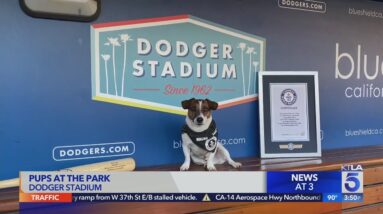 Pups at the Park Dodger Stadium