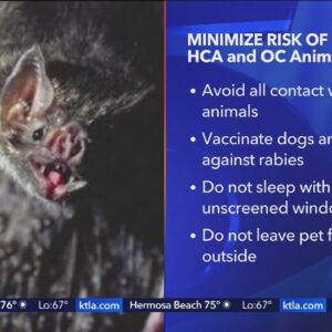 Rabies-infected bat discovered in Orange County
