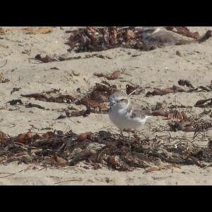 UCSB Natural Reserve System holds docent training for Snowy Plover preservation