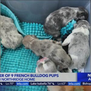9 French bulldog puppies stolen from Northridge home by masked men: Police