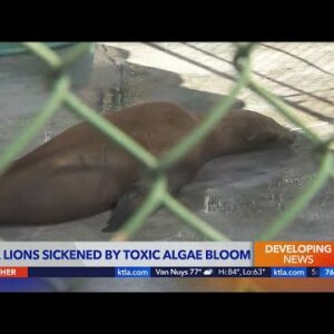 Sea lions sickened by suspected toxic algae bloom