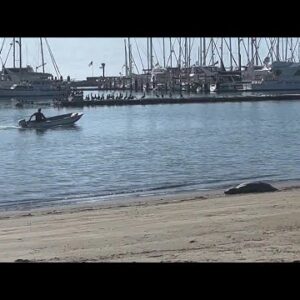 Sick marine mammals show up on Central Coast beaches