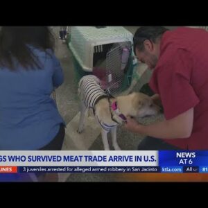 South Korean dogs survive tribulations, meet new parents at LAX