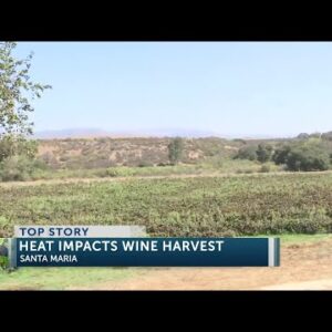 The heatwave is changing the grape harvest in Santa Maria