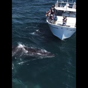 'Very rare' whale watching encounter captured on video