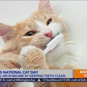 Celebrate National Cat Day by keeping feline friends healthy and happy year-round