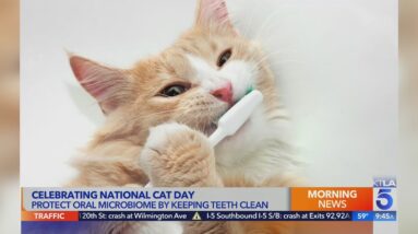 Celebrate National Cat Day by keeping feline friends healthy and happy year-round