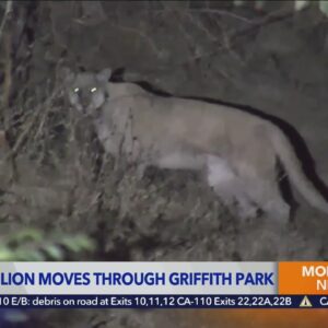 Collared mountain lion spotted in Griffith Park