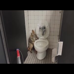 Coyote wanders into middle school restroom in Riverside