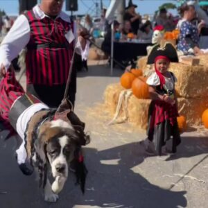St. Bernard in pirate costume that lost a leg to cancer wins Howl-o-Ween contest