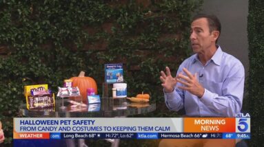 Dr. Jeff Werber on Halloween pet safety