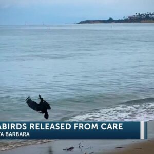 Santa Barbara Wildlife Care Network releases rescued cormorant sea birds back into wild 4PM ...