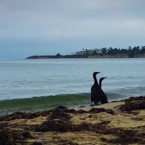 Santa Barbara Wildlife Care Network releases rescued cormorant sea birds back into wild 5PM ...