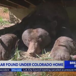 Giant 400-pound bear found under Colorado home, people leaving CA