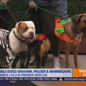 Kacey's Cause: 4 Paws meets adoptable dogs Graham, Wilder and Marmaduke