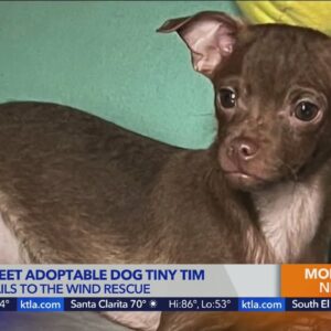 Kacey's Cause features adoptable dogs tiny Tim, Joey and Bam Bam