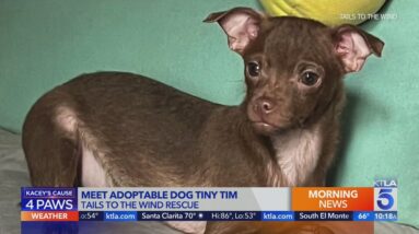 Kacey's Cause features adoptable dogs tiny Tim, Joey and Bam Bam