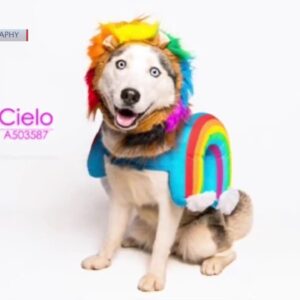 LOCAL PET PHOTOGRAPHER TURNS SHELTER DOGS INTO MODELS